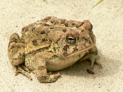 Frog toad photo