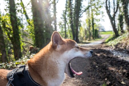 Dog Yawning Free Photo photo
