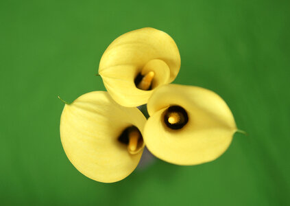 Yellow callas photo