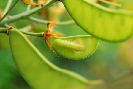 Pods seed pods pest photo