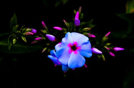 Blue close up flower photo