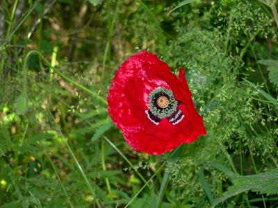 Outdoors garden flower