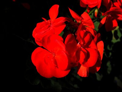 Flowers colorful garden geranium photo