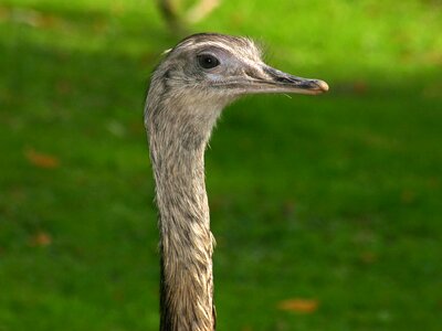Emu bird head photo