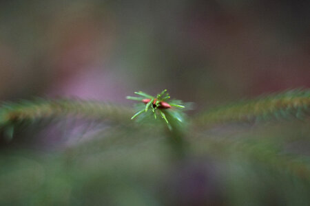 Needle Fir Tree Conifer photo