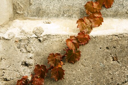 The leaves plants ivy