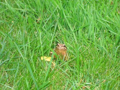 Frog grass green