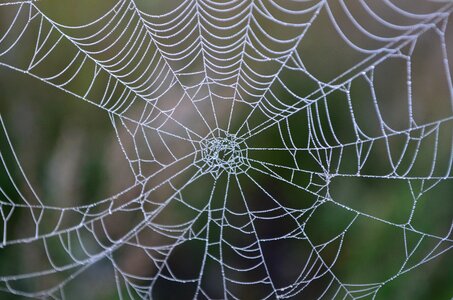 Morning dew web case photo