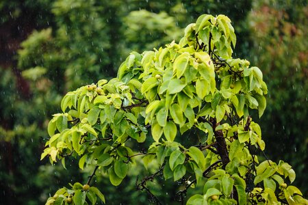 Rain raindrop leaf photo