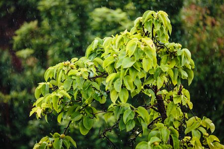 Rain raindrop leaf
