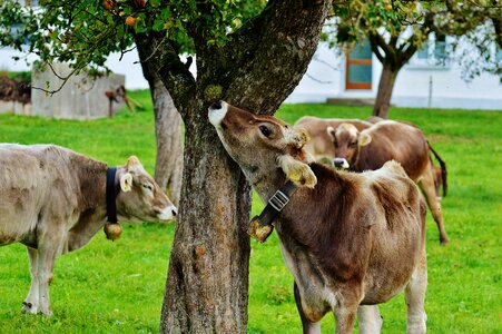 Cute ruminant dairy cattle