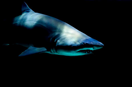 The Underwater Shark Shows its Teeth photo