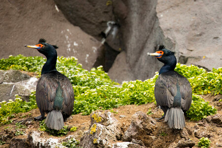 Two Red-faced cormorants