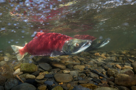  Sockeye Salmon-2