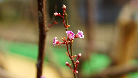 Flowering branch photo