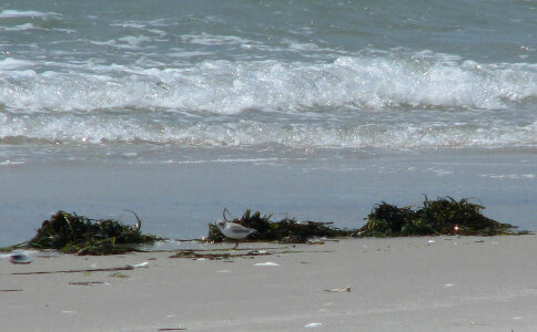 Piping plover chick photo