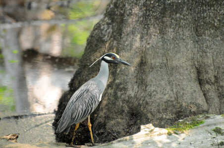 Yellow-crowned night heron-1 photo