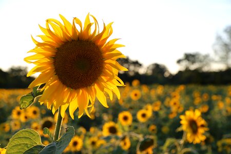 Sunflower light provence