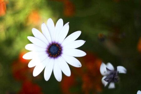 Beautiful bloom garden photo