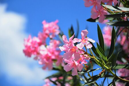 Light Pink Blooming Flowers