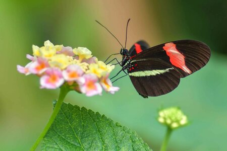 Animal arthropod beautiful flowers