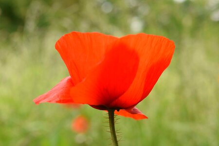 Beautiful Flowers bloom blooming photo