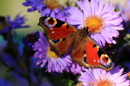 Insect wing animal photo