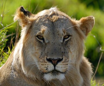 Safari king leo photo