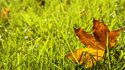 Lawn autumn nature