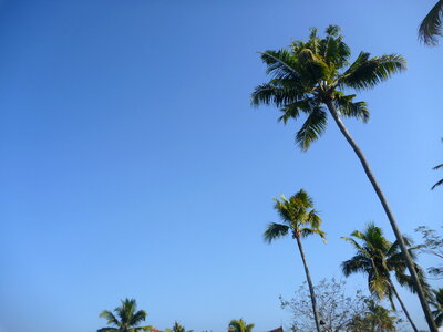 Coconut Trees Kerala photo