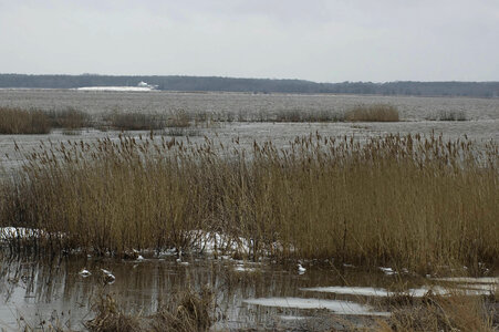 Marsh grass and snow photo