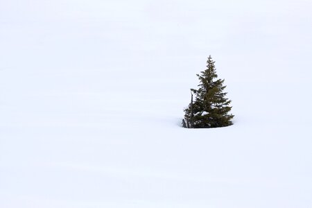 December evergreen fir photo