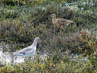 Willet and Wimbrel photo