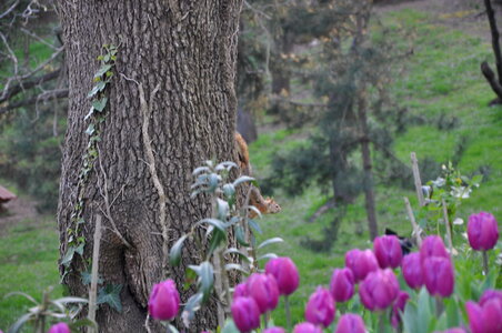 squirrel with tree and tulips photo