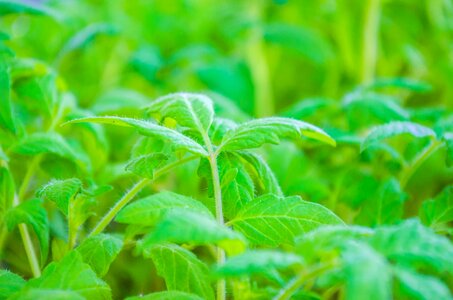 Seedlings of tomatoes garden vegetable garden