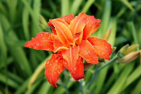 Orange blossom bloom