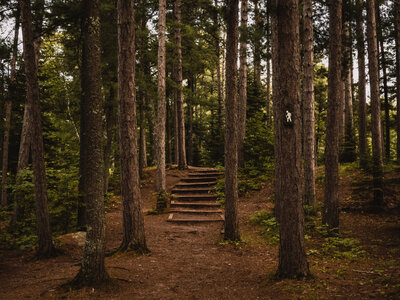 Hiking Trail through the Forest photo