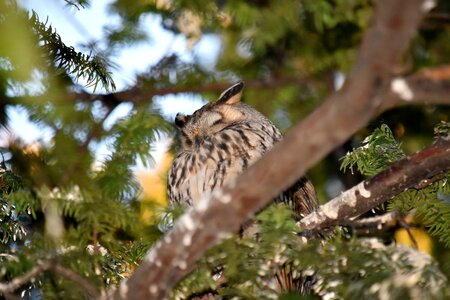 Branches great horned owl owl photo