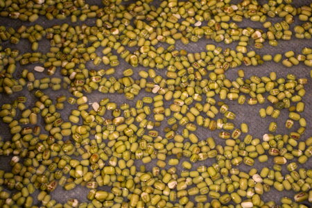 Hydroponically grown mung bean sprouts for culinary use photo