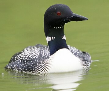 Birds animals fauna