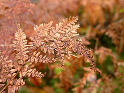 Withered autumn dry photo