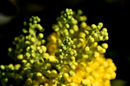 Blurry cluster flower