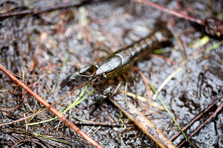 Panama City crayfish-1