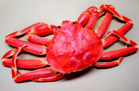 Queen Crab photo