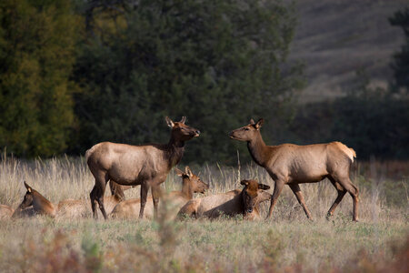 Elk herd in sunlight photo