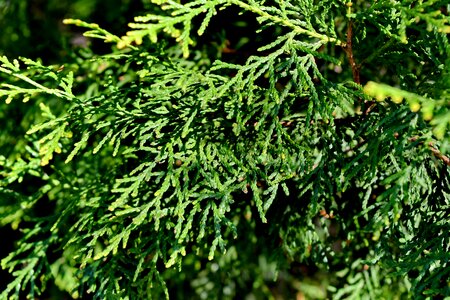 Nature evergreen tree