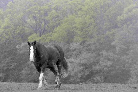 Horse in Foggy Pasture Free Photo photo
