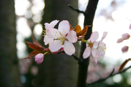 Japan bloom tree
