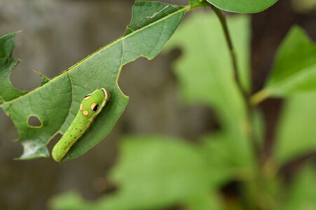 Spicebush swallowtail larvae-3 photo