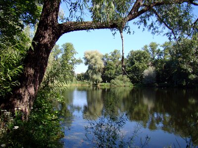 Summer trees nature